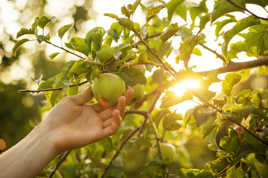Hand pflückt Apfel vom Baum