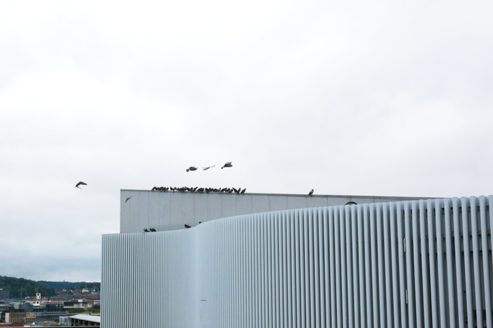 Auf dem Dach der LBBW sitzt ein Schwarm Tauben.