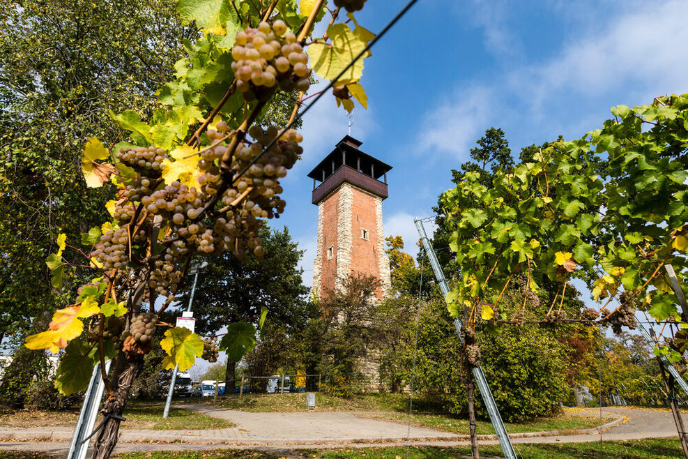 Burgholzhof: Weinreben mit grünen Blättern, in der Mitte ist der Aussichtsturm.