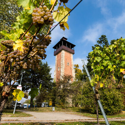 Burgholzhof: Weinreben mit grünen Blättern, in der Mitte ist der Aussichtsturm.
