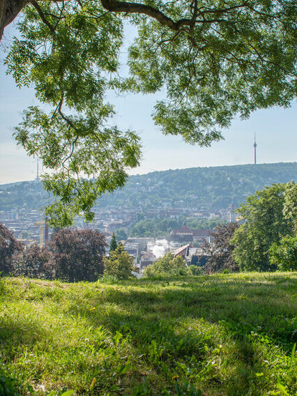 Karlshöhe an einem sonnigen Tag, links und rechts sind Bäume und grüne Sträuche, durch die Äste sieht man den Fernsehturm.