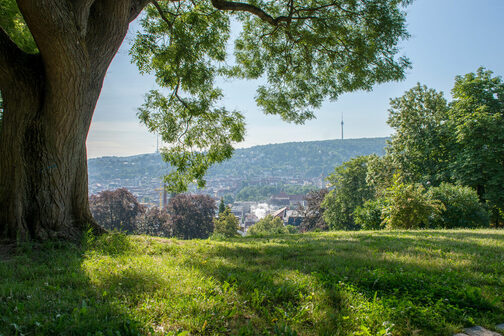 Karlshöhe an einem sonnigen Tag, links und rechts sind Bäume und grüne Sträuche, durch die Äste sieht man den Fernsehturm.