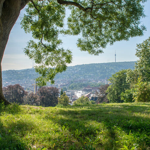 Karlshöhe an einem sonnigen Tag, links und rechts sind Bäume und grüne Sträuche, durch die Äste sieht man den Fernsehturm.