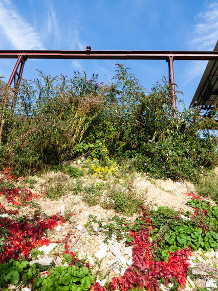 Travertinpark - bepflanzter Hang