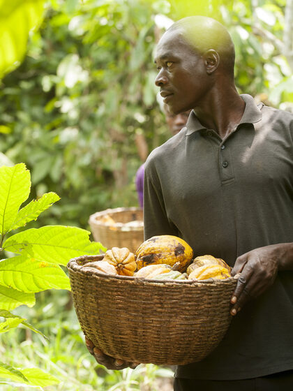 Mann bei der Kakaoernte an der Elfenbeinküste.